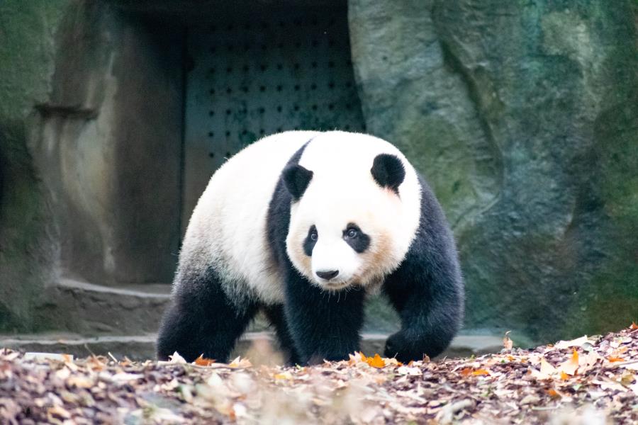 10 Facts About Giant Pandas - Useless Facts