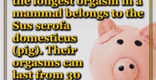 According to Guinness, the longest orgasm in a mammal belongs to the Sus scrofa domesticus (pig). Their orgasms can last from 30 up to 90 minutes.